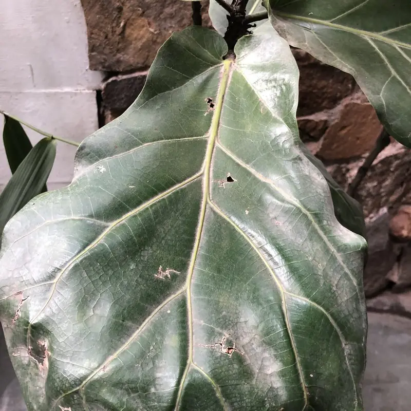 A fiddle leaf fig with brown, curling leaves on the day it was rescued