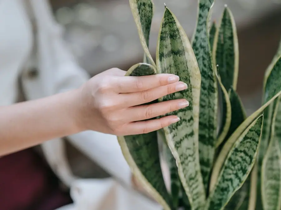 A person smiling as they settle a young plant into a fresh pot