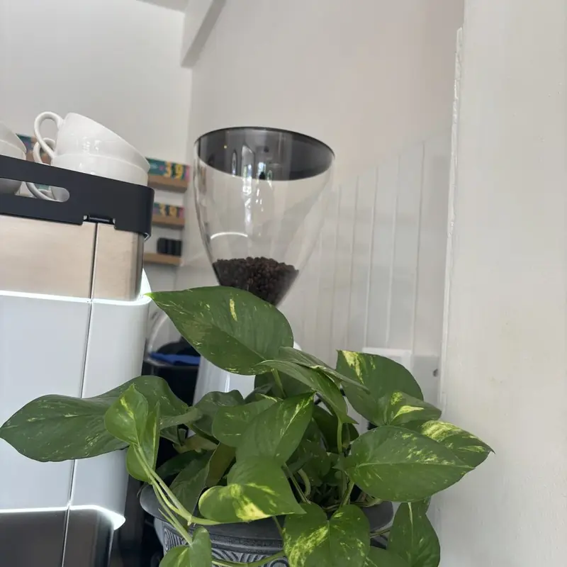 The same pothos six weeks later, full and green
