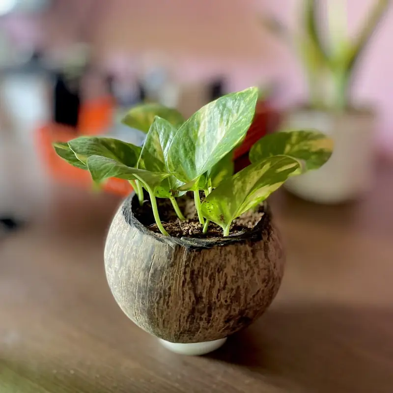 A pothos with yellowing, collapsed leaves on rescue day