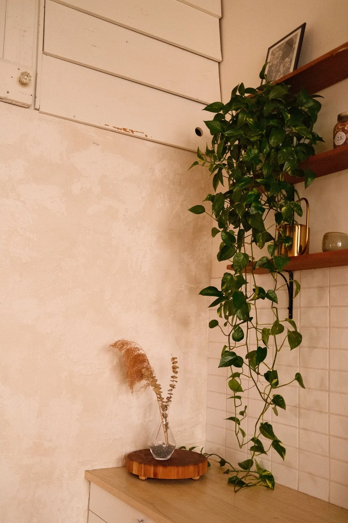 A full golden pothos trailing down from a wooden shelf in a bright room