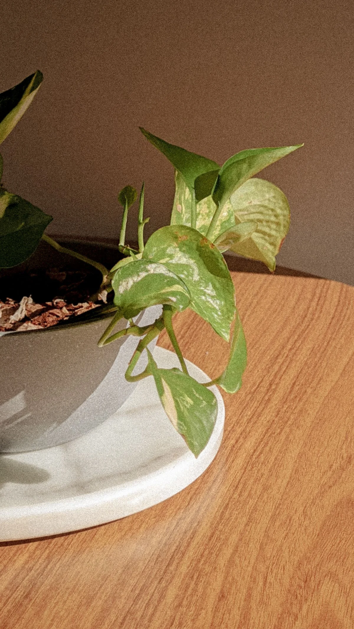 A small golden pothos with a few pale, marked leaves in a white pot on a desk