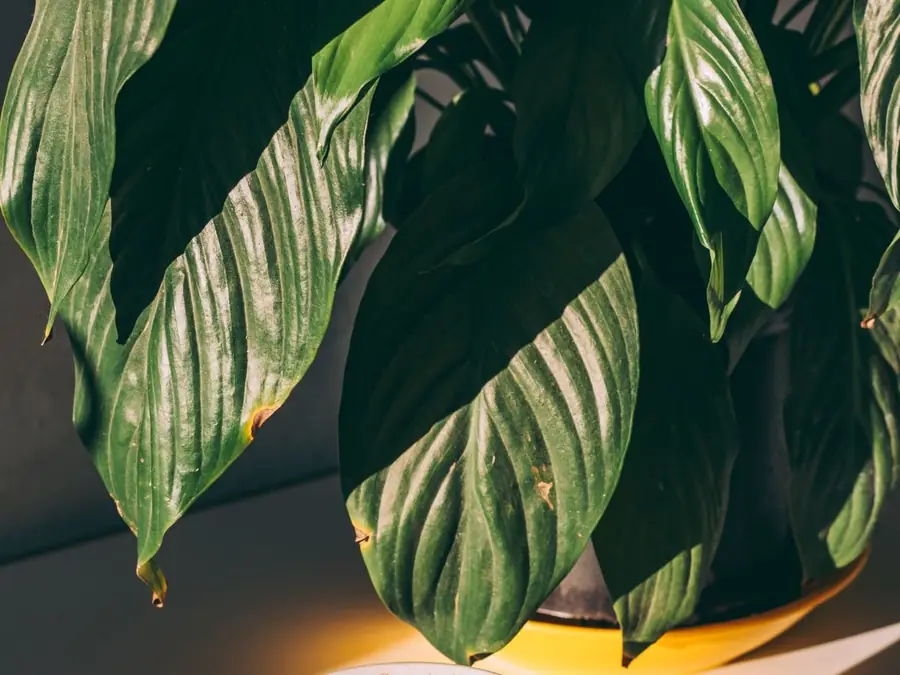 A notebook and a healthy pothos on a sunlit desk beside a window