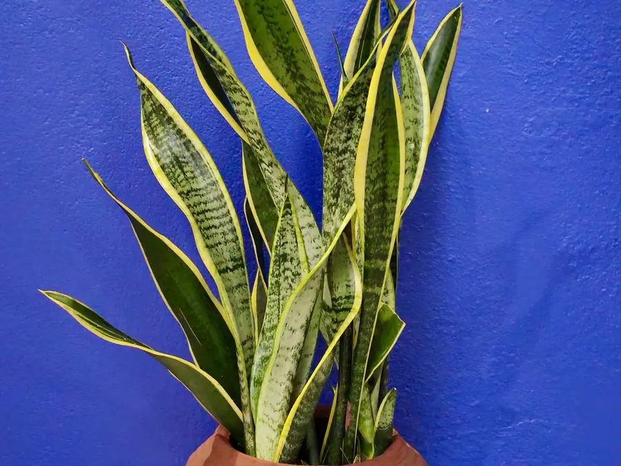 A woman sitting in warm window light, calmly pruning a small houseplant