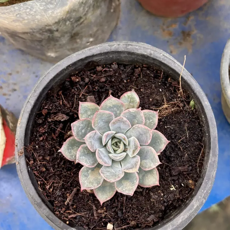 A pale, stretched succulent leaning toward a dim window